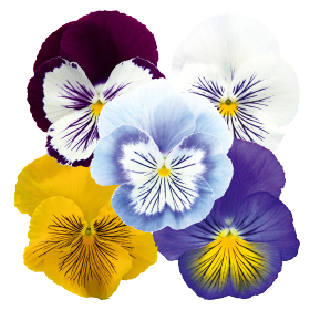 Viola wittrockiana F₁ Cats® Plus 
