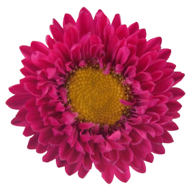   Fan® Deep Rose