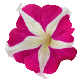 Petunia x hybrida F₁ SUCCESS!® HD Rose Star
