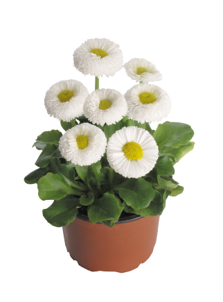 
                        Bellis
             
                        perennis
             
                        Speedstar® Plus
             
                        White
            