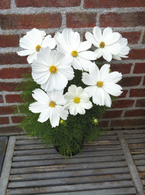 
                        Cosmos
             
                        bipinnatus
             
                        Casanova
             
                        White
            