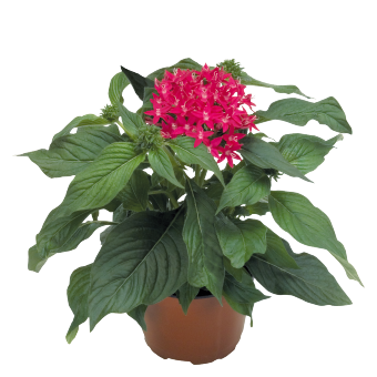 Pentas
             
                        lanceolata F₁
             
                        Kaleidoscope
             
                        Carmine
