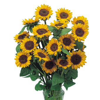 
                        Helianthus
             
                        annuus
             
                        Sonja®
            