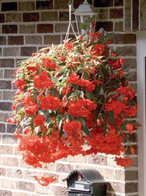 Begonia
tuberhybrida F₁
Illumination®
Orange