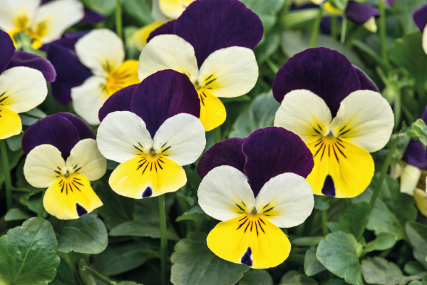 
                        Viola
             
                        cornuta F₁
             
                        Admire®
             
                        Lemon Purple Wing
            