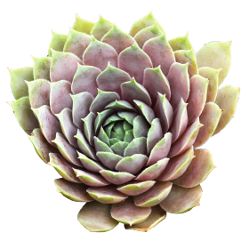 Sempervivum Hippie Chicks