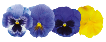 Viola
             
                        wittrockiana F₁
             
                        Inspire® Plus
             
                        Sun'n Surf Mix