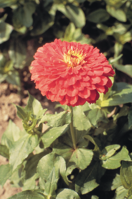 Zinnia
elegans
Benary's Giant
Coral