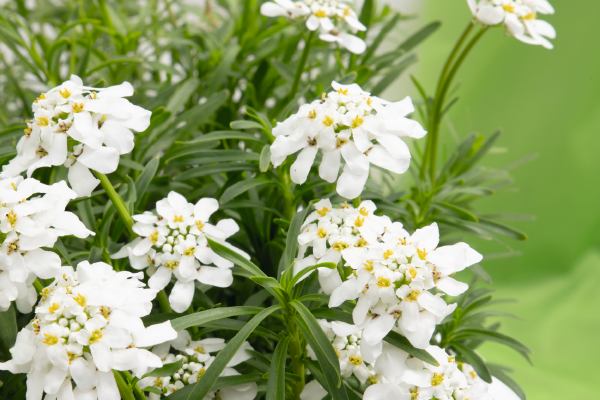 
                        Iberis
             
                        sempervirens
             
                        Snow Flurries
            