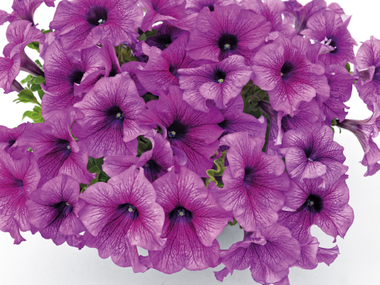 
                        Petunia
             
                        x hybrida grandiflora F₁
             
                        SUCCESS! 360°
             
                        Purple Vein
            