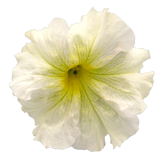 
                        Petunia
             
                        x hybrida F₁
             
                        SUCCESS!® 360°
             
                        Light Yellow
            