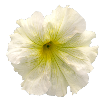 
                        Petunia
             
                        x hybrida F₁
             
                        SUCCESS! 360°
             
                        Light Yellow
            
