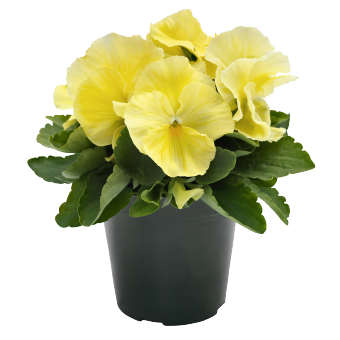 
                        Viola
             
                        wittrockiana F₁
             
                        Inspire® Plus
             
                        Lemon
            