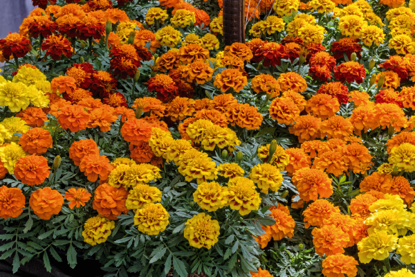 
                        Tagetes
             
                        patula
             
                        Super Hero™
             
                        Maxi Mix
            