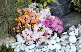 Lewisia cotyledon Spezial 