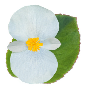 Begonia x benariensis F₁ BIG® White Green Leaf