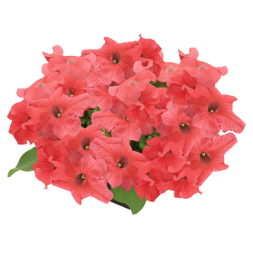 Petunia x hybrida F₁ SUCCESS!® 360° Purple Vein | Benary