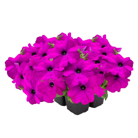   SUCCESS!® 360° Violet