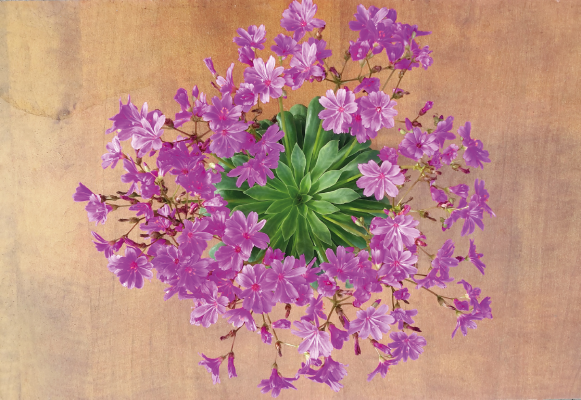 
                        Lewisia
             
                        cotyledon
             
                        Elise
             
                        Ultra Violet
            