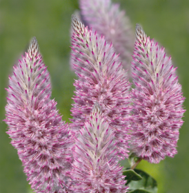 Ptilotus exaltatus Joey®