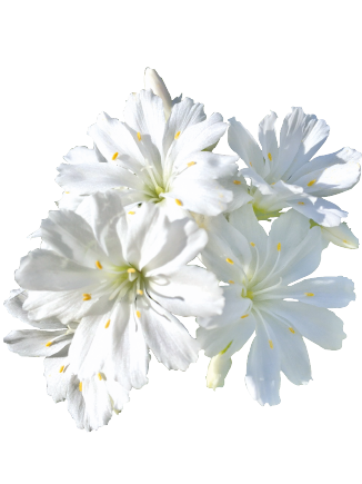 
                        Lewisia
             
                        cotyledon
             
                        Elise
             
                        White
            