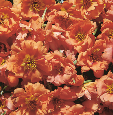 
                        Portulaca
             
                        grandiflora F₁
             
                        Sundial
             
                        Tangerine
            