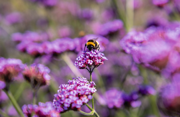 Verbena
             
                        bonariensis
             
                        Vanity