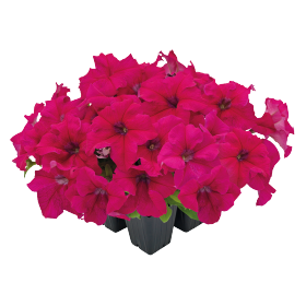 petunia-925orenge♡ Petunia F1 Trilogy™ Series - American Takii