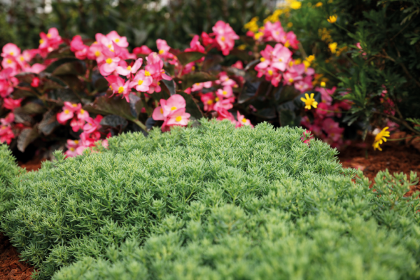 
                        Sedum
             
                        rubens
             
                        Lizard
            