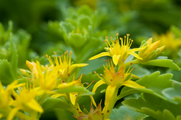 
                        Sedum
             
                        ellacombianum
             
                        Spirit
            