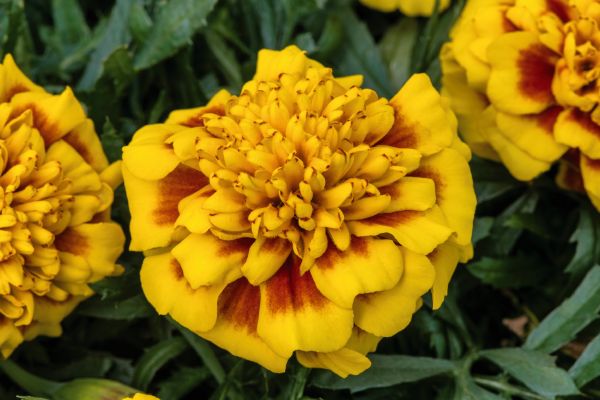 Tagetes
             
                        patula
             
                        Super Hero™
             
                        Yellow Bee