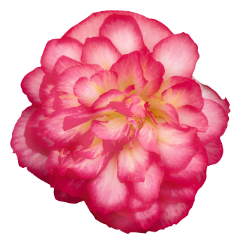 
                        Begonia
             
                        tuberhybrida F₁
             
                        Nonstop® Joy
             
                        Rose Picotee
            