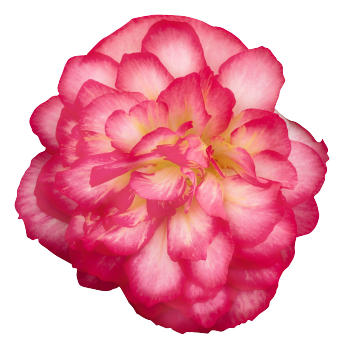 Begonia
tuberhybrida F₁
Nonstop® Joy
Rose Picotee