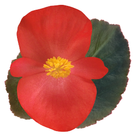 Begonia x benariensis F₁ BIG® Deep Pink Green Leaf | Benary