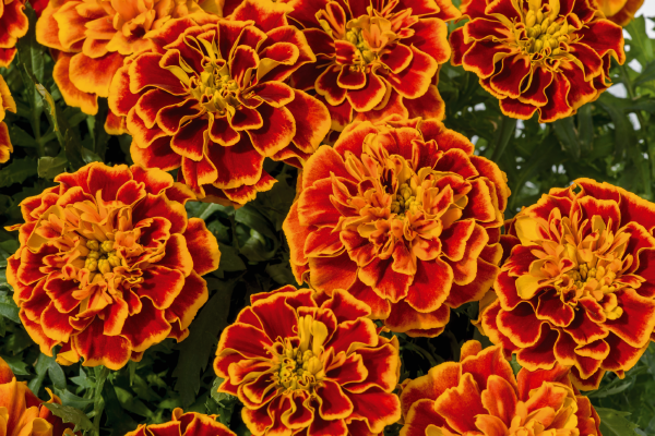 
                        Tagetes
             
                        patula
             
                        Super Hero™
             
                        Orange Flame
            