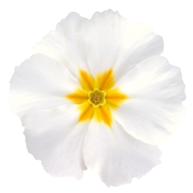   Piano White