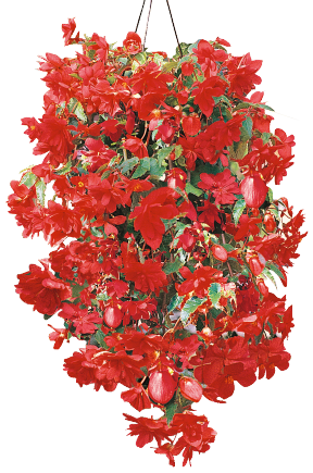 
                        Begonia
             
                        tuberhybrida F₁
             
                        Illumination®
             
                        Rose
            