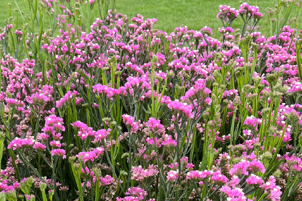 
                        Limonium
             
                        sinuatum
             
                        Hipster™
             
                        Rose
            