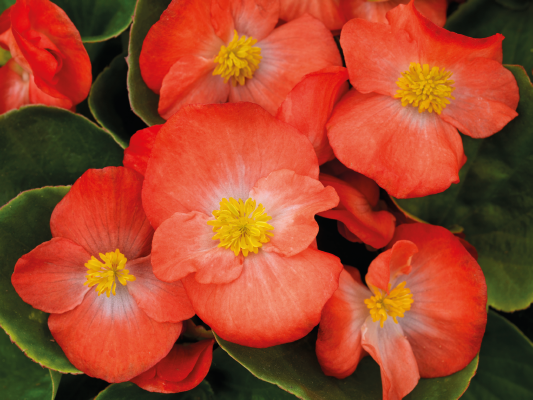 
                        Begonia
             
                        semperflorens F₁
             
                        Sprint Plus
             
                        Orange
            