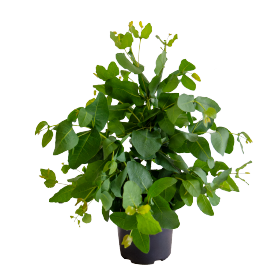 Eucalyptus preissiana Albany 