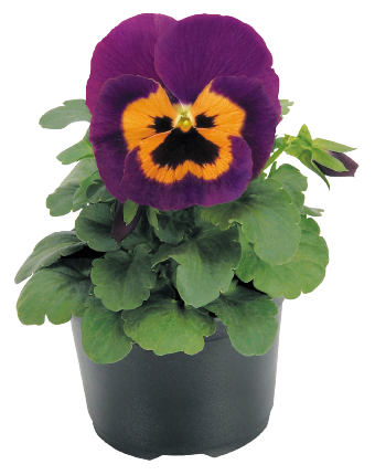 
                        Viola
             
                        wittrockiana F₁
             
                        Inspire®
             
                        Purple & Orange
            