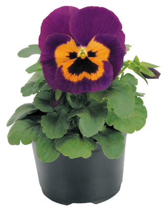 Viola
wittrockiana F₁
Inspire®
Purple & Orange