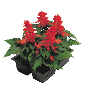 Salvia splendens Cover Girl 