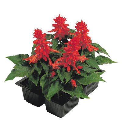 
                        Salvia
             
                        splendens
             
                        Cover Girl
            