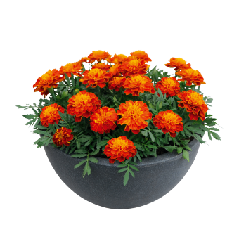 
                        Tagetes
             
                        patula
             
                        Super Hero™
             
                        Harmony
            