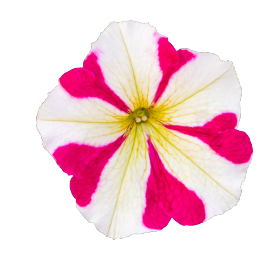 BOOM!™ HD Rose Star
