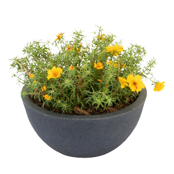 
                        Portulaca
             
                        grandiflora F₁
             
                        Sundial
             
                        Gold
            