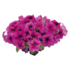   SUCCESS!® 360° Burgundy Vein