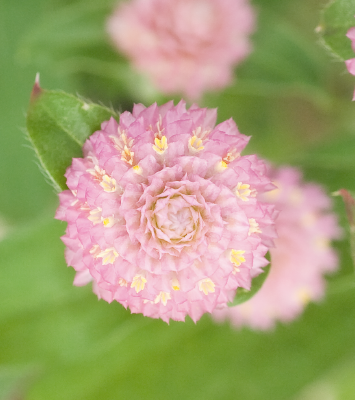 
                        Gomphrena
             
                        globosa
             
                        Las Vegas
             
                        Pink
            