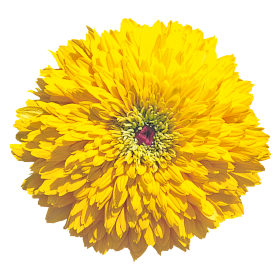 Rudbeckia hirta Maya 